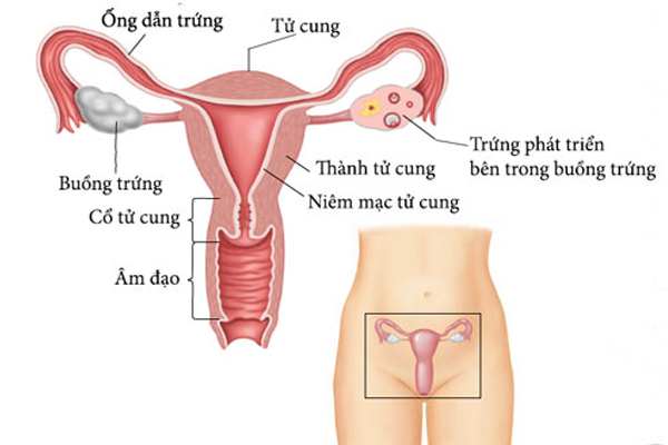 Cấu tạo chi tiết của cơ quan sinh dục nữ và âm đạo