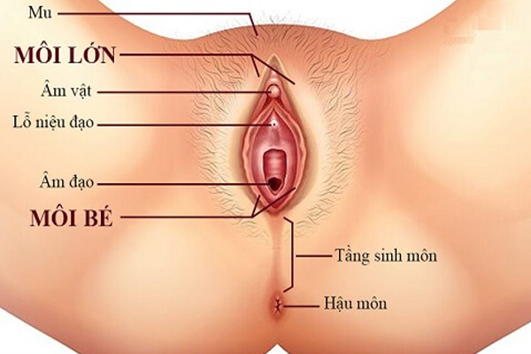 Cấu tạo của âm đạo trong bộ phận sinh dục nữ