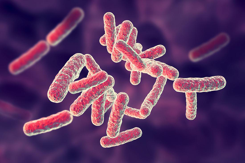     Bệnh thường do vi khuẩn Gram (-) như E.coli, Pseudomonas gây ra.