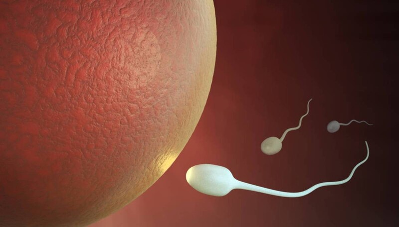 Tinh trùng có thể sống đến 5 - 6 ngày trong cơ quan sinh sản của nữ giới