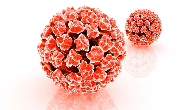 HPV là một loại virus nguy hiểm vì nó có thể gây ung thư cho cả nam và nữ