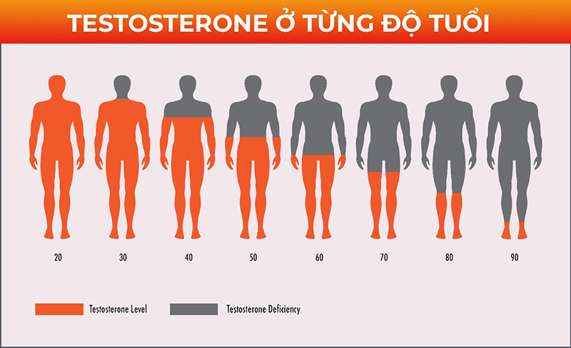 Testosterone đạt đỉnh khi nam giới ở độ tuổi 20