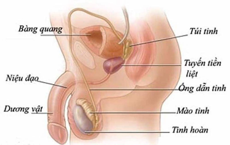 Ống dẫn tinh là một bộ phận của cơ quan sinh dục nam