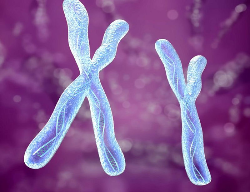 Sự biến mất của đoạn dài trong nhiễm sắc thể Y là nguyên nhân của các trường hợp di truyền ở nam giới vô sinh.