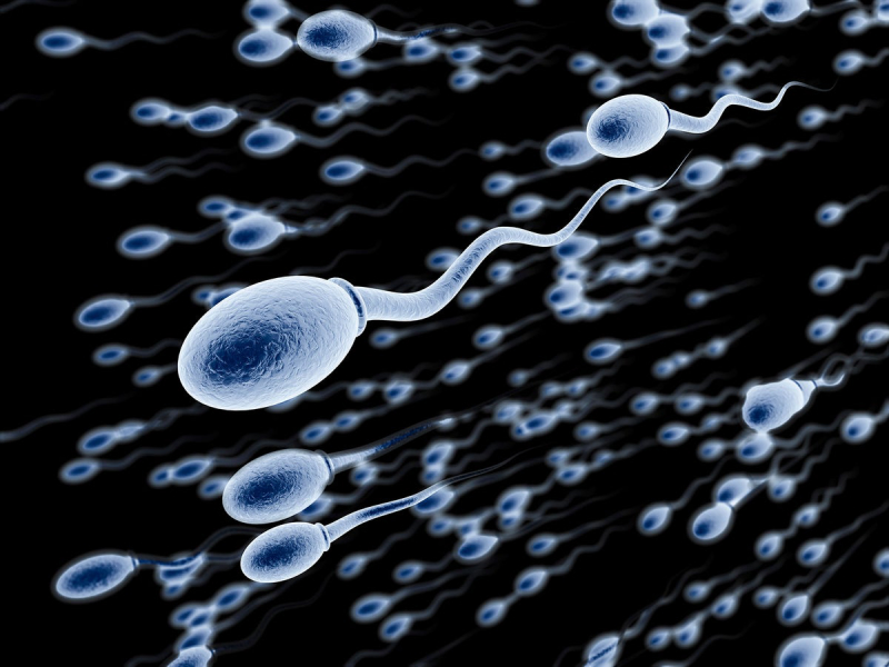 Tinh trùng rất quan trọng đối với sự thành công của quá trình thụ thai 