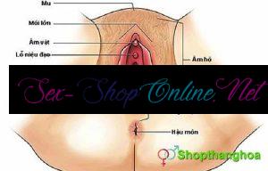 cấu trúc của cơ quan sinh dục bên ngoài của phụ nữ
