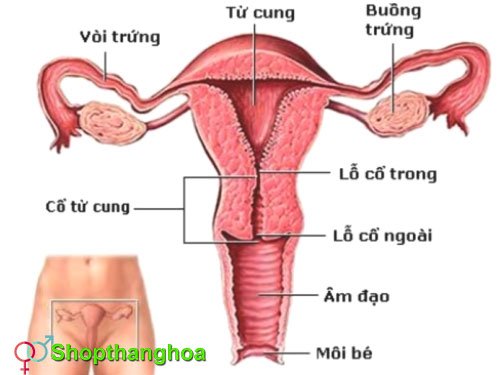 cấu trúc bên trong bộ phận sinh dục nữ