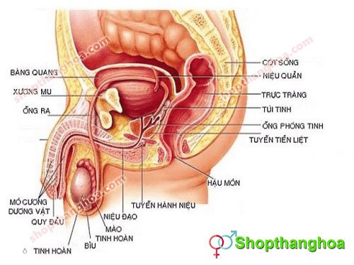 cấu trúc bên trong bộ phận sinh dục nam