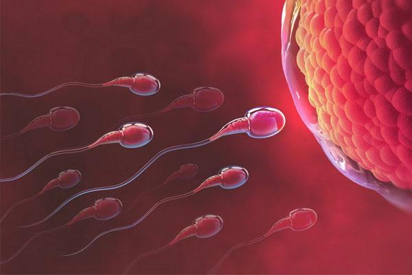 Thụ tinh là quá trình tinh trùng gặp túi trứng.