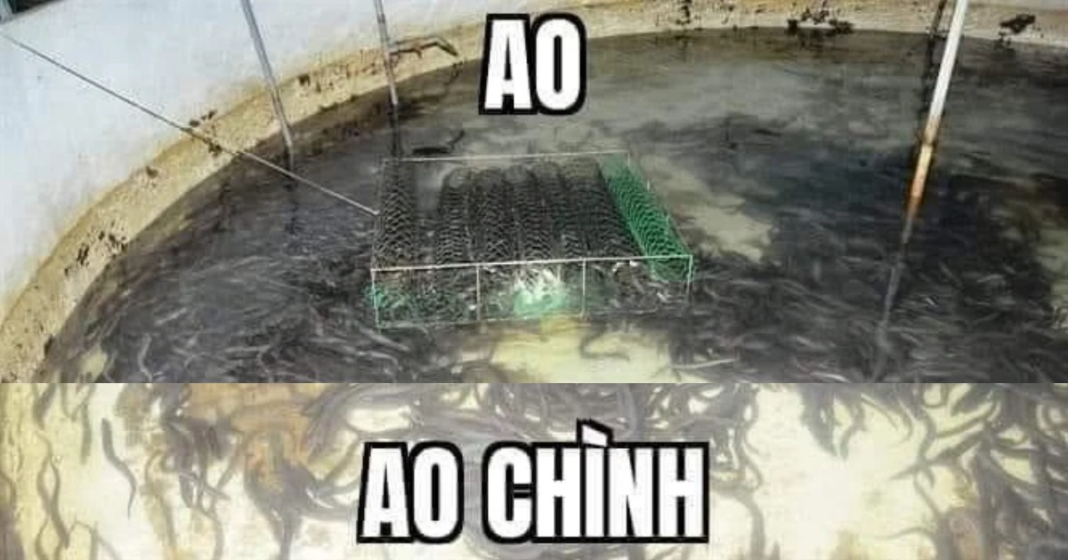 Meme ao chình là gì? Vì sao out trình nổi tiếng như vậy?